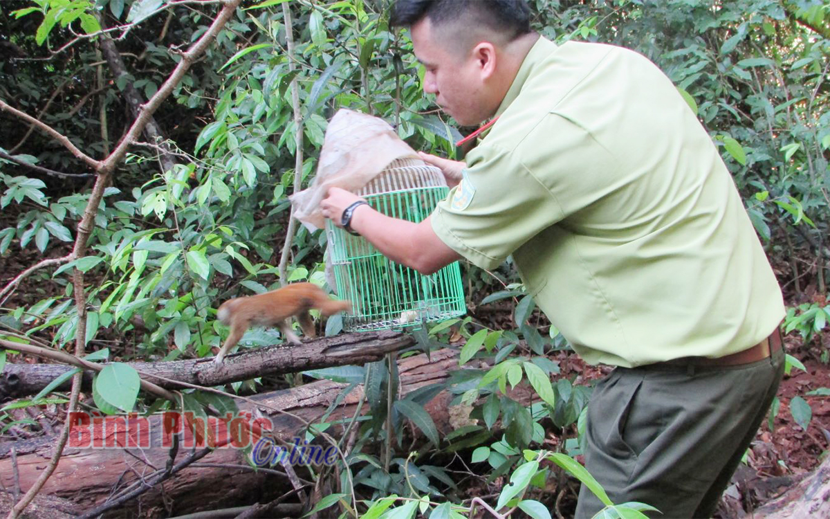 Binh Phuoc quatre animaux sauvages relâchés dans le Parc national de Bu Gia Map